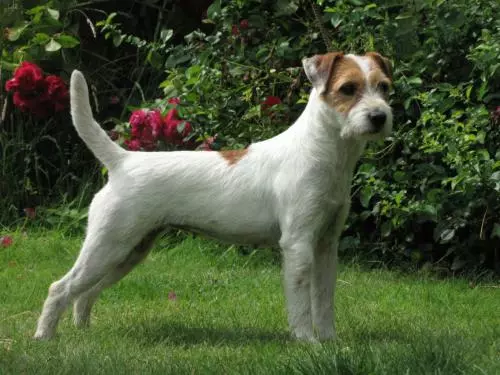 Alncroft Parson Russell Terriers
